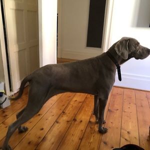 Meet your Posher, Maya